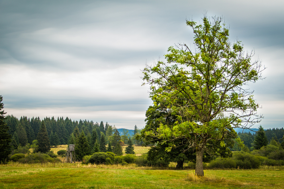 Tree on meadow